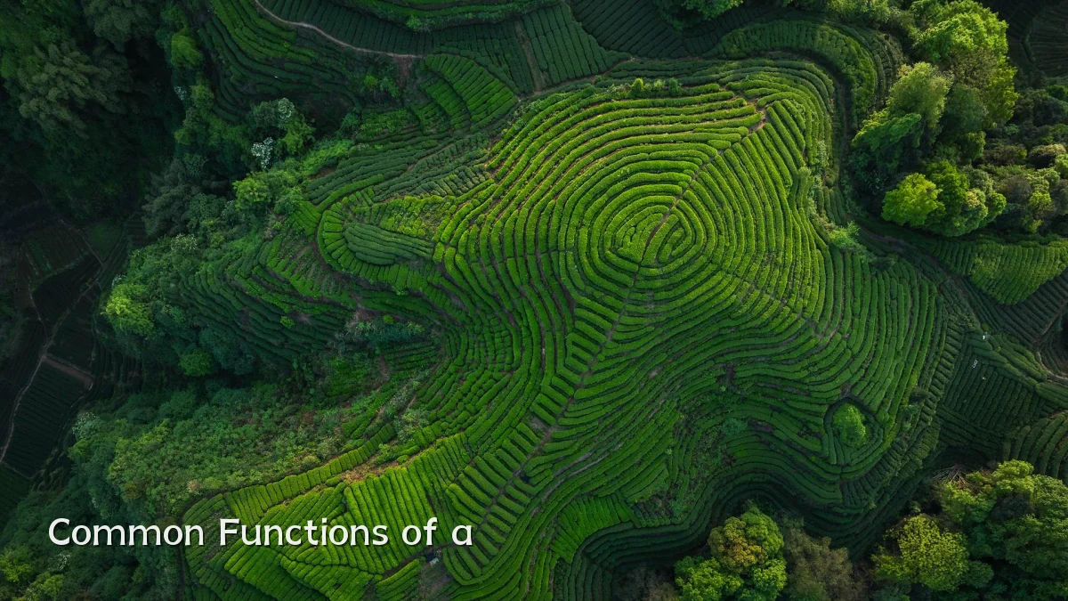 Common Functions of a