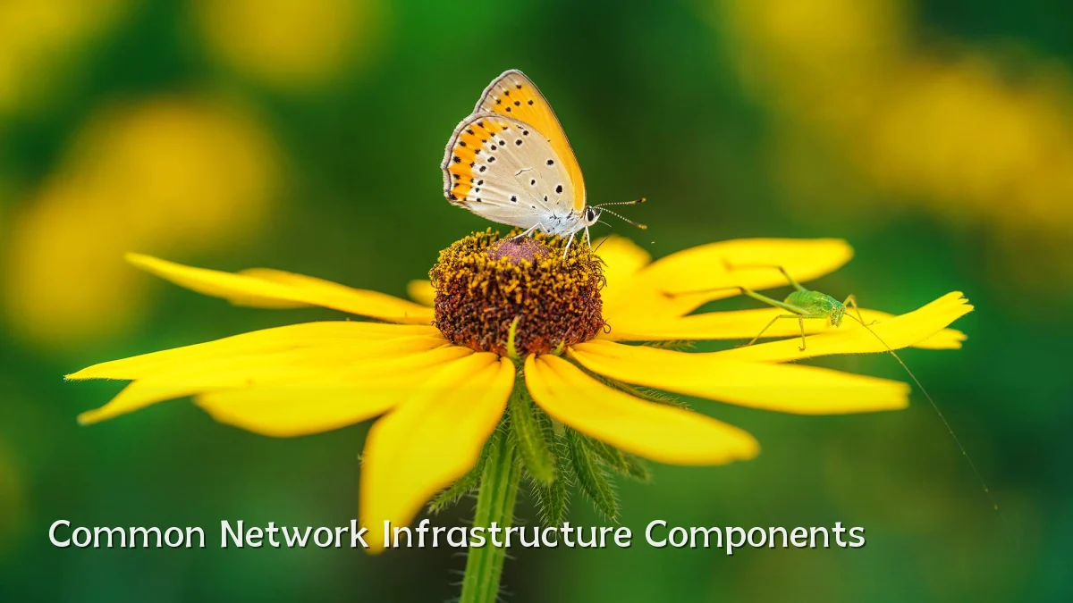 Common Network Infrastructure Components