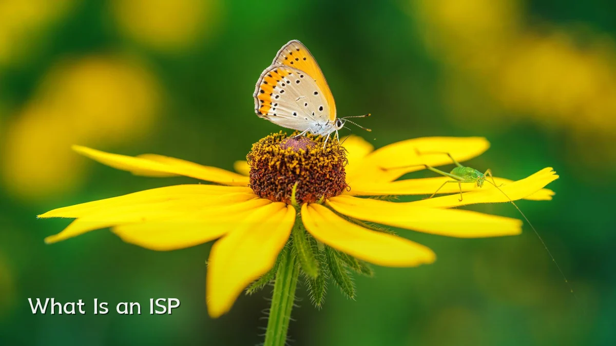 What Is an ISP