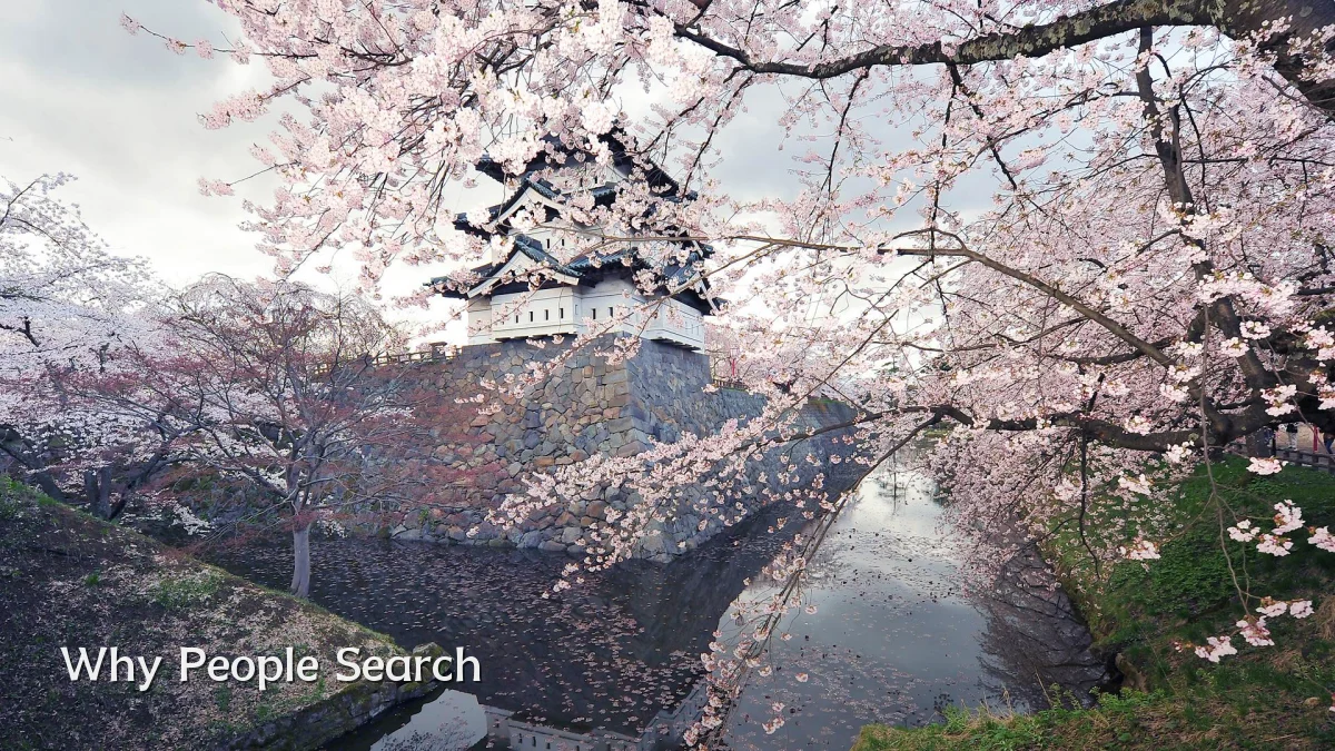 Why People Search
