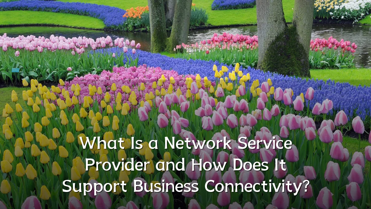 What Is a Network Service Provider and How Does It Support Business Connectivity?